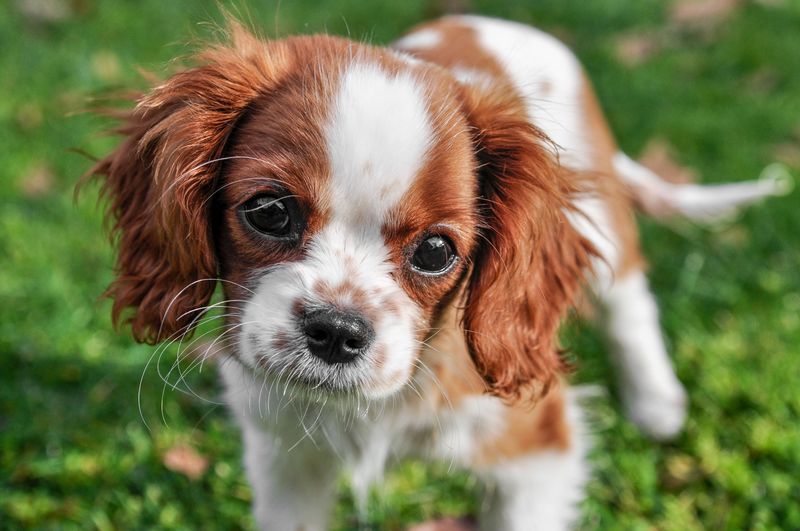 Cavalier King Charles Spaniel