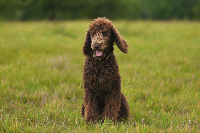 Standard Poodle