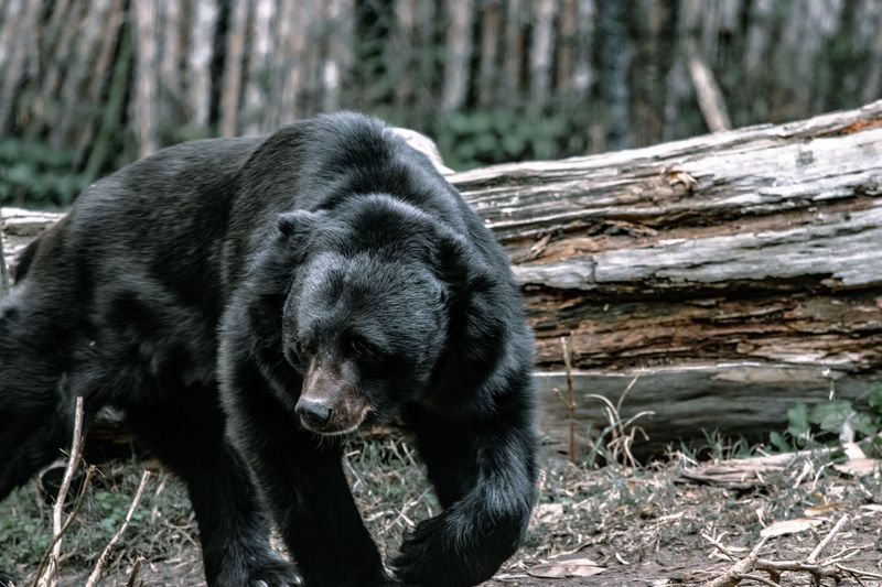 If a Bear Keeps Coming Closer
