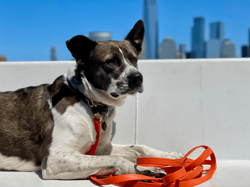 Leashes Are the Safer Choice