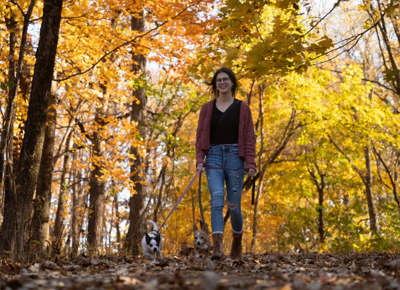 Deer can hurt a dog without meaning to