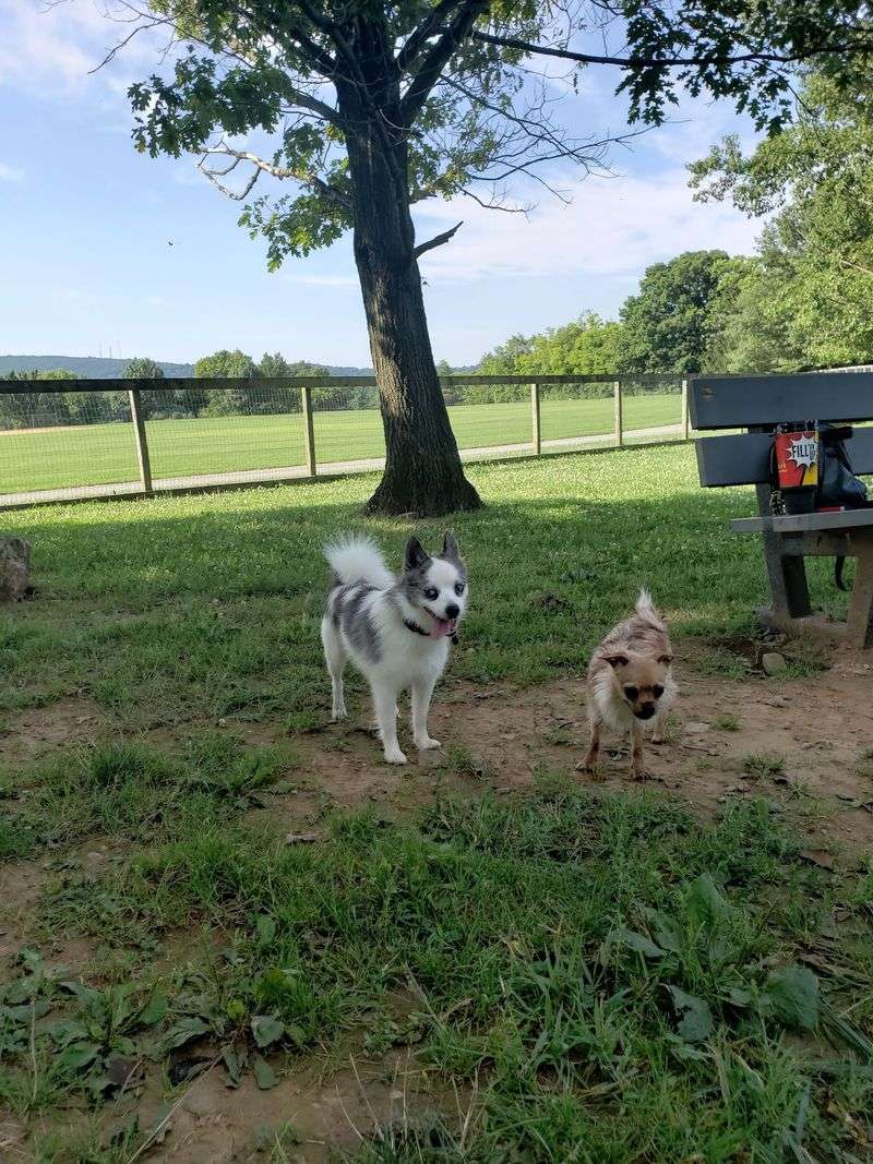 Canine Meadows at John C. Rudy County Park, York
