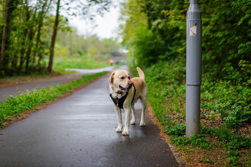 Skip the Confrontation With an Unfamiliar Dog