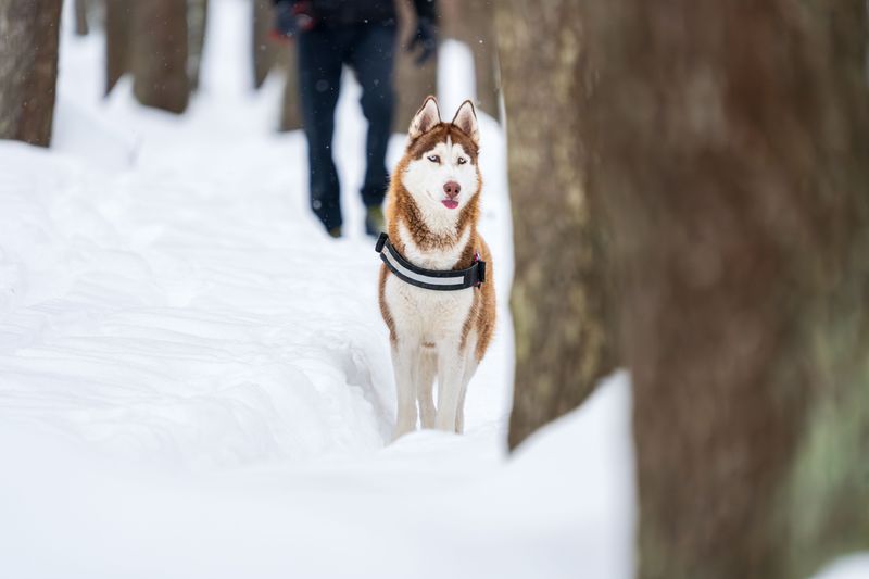 Siberian Husky