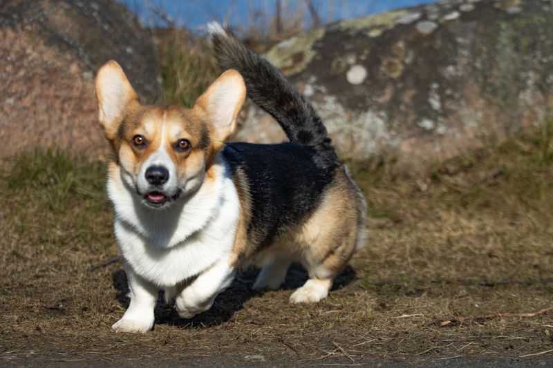 Pembroke Welsh Corgi