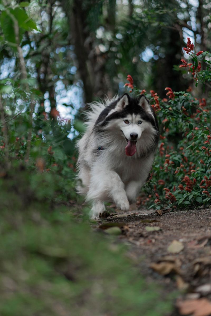 Alaskan Malamute