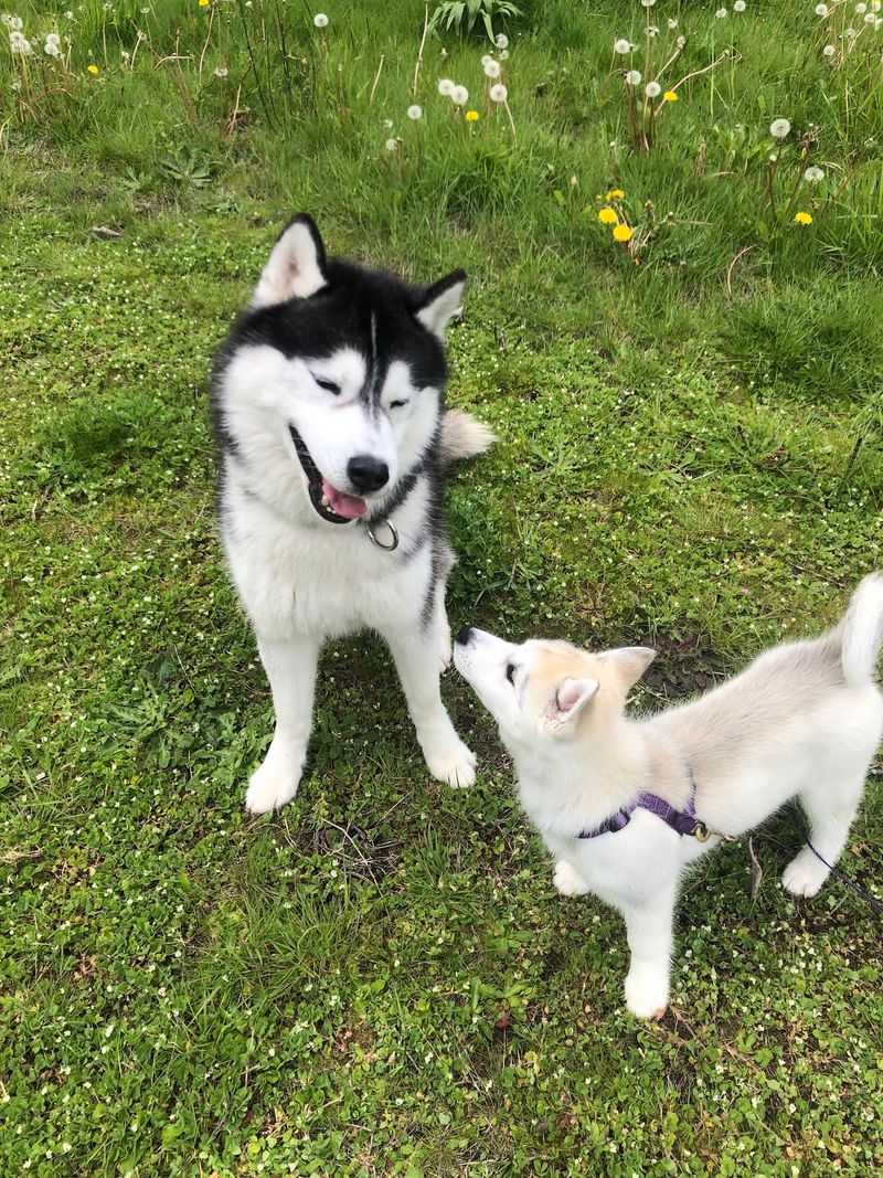 Siberian Husky