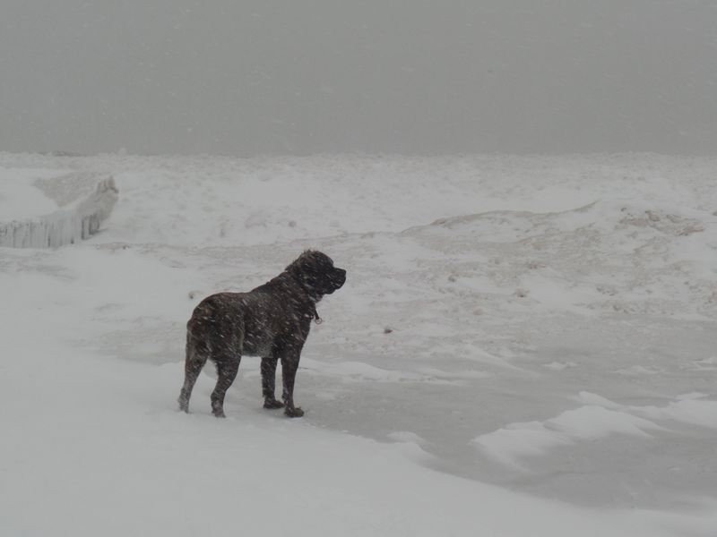 Newfoundland