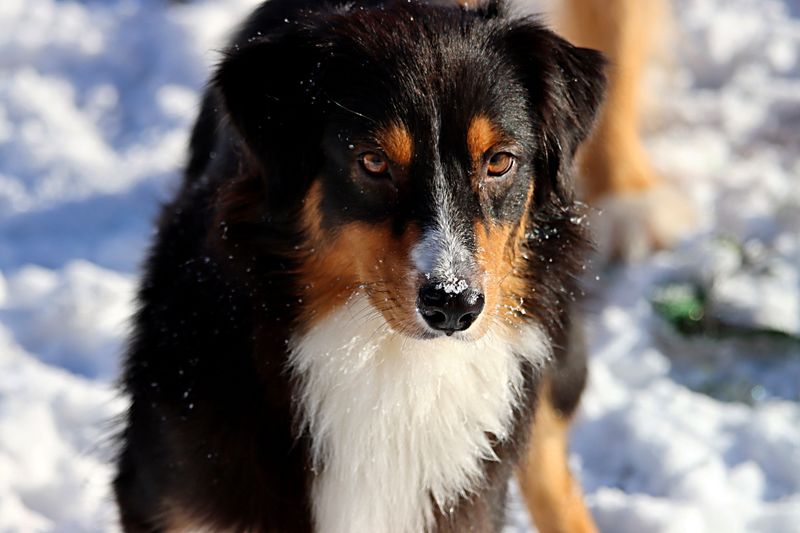 English Shepherd