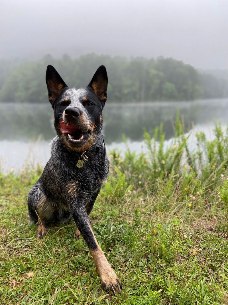 Australian Cattle Dog