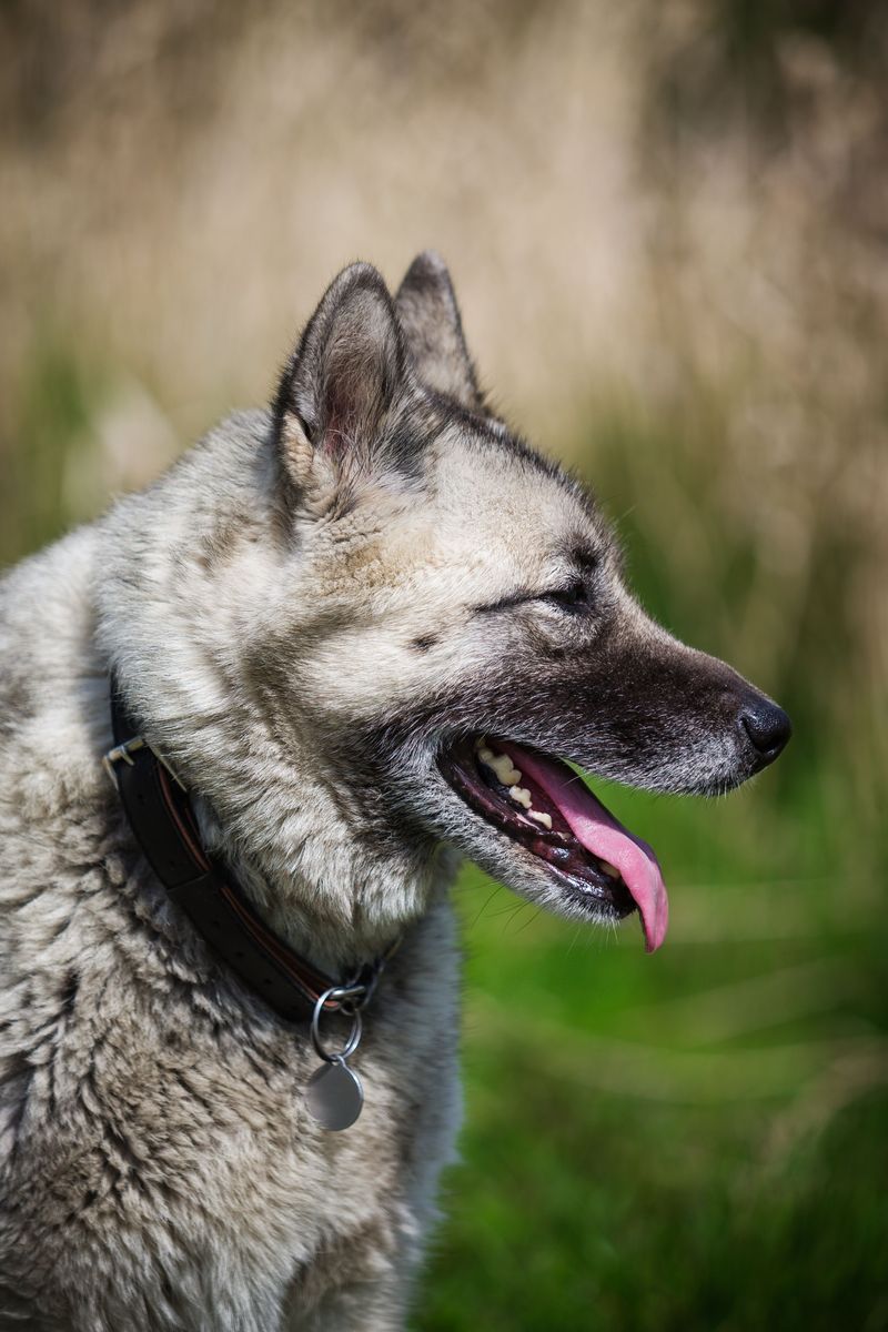 Norwegian Elkhound Brings Energy To Open Country