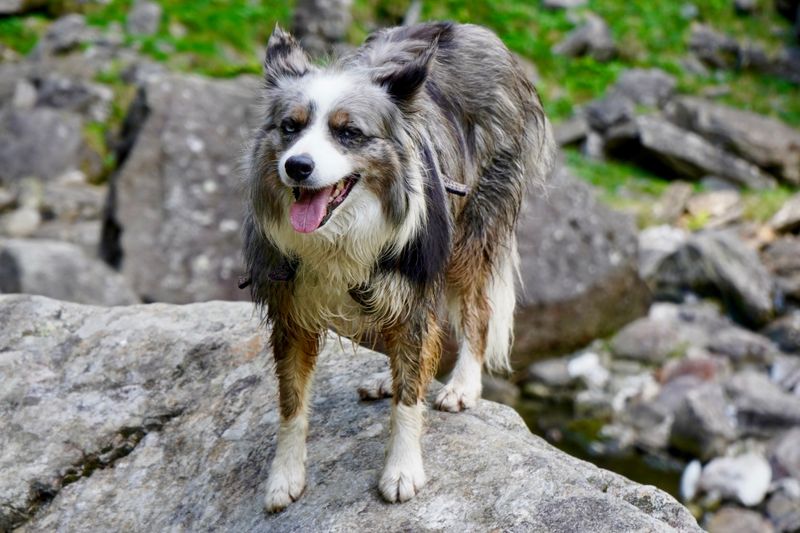 Australian Shepherd