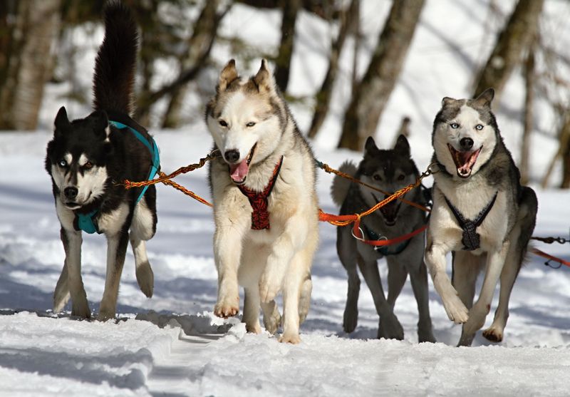 Siberian Huskies Were Made For Snowy Conditions