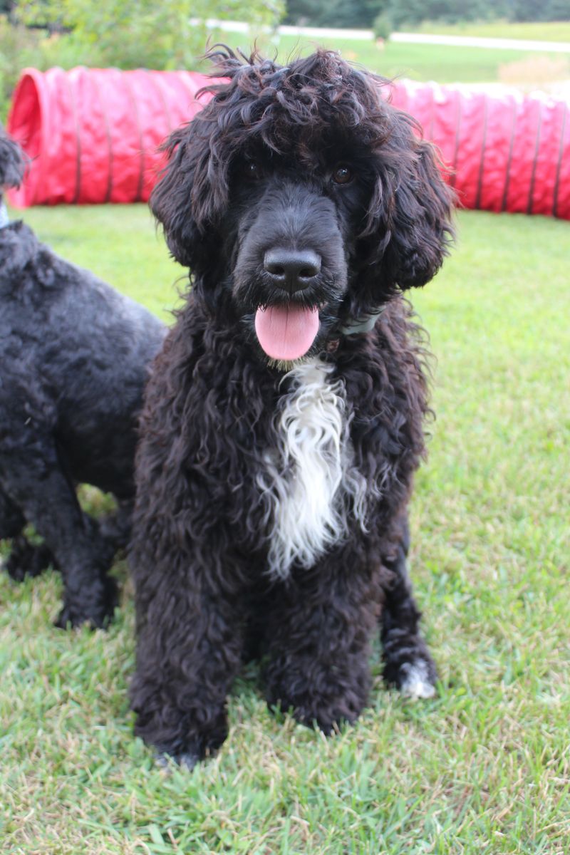 Portuguese Water Dog
