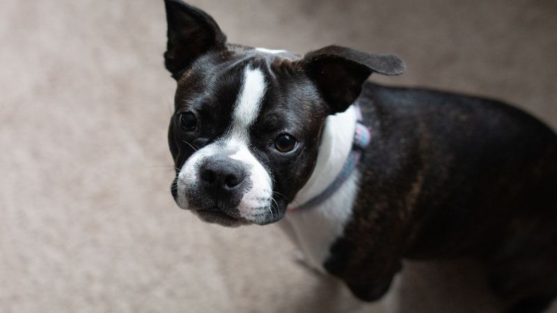Boston Terrier