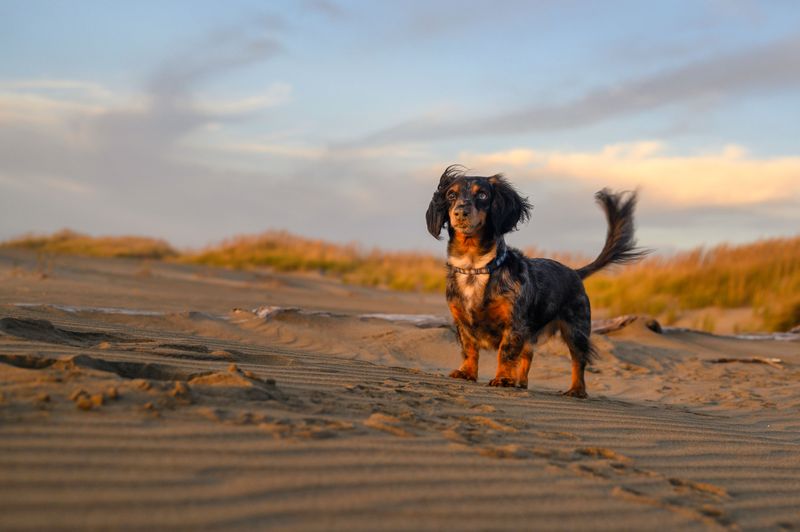 Dachshund: Beach Digger Extraordinaire