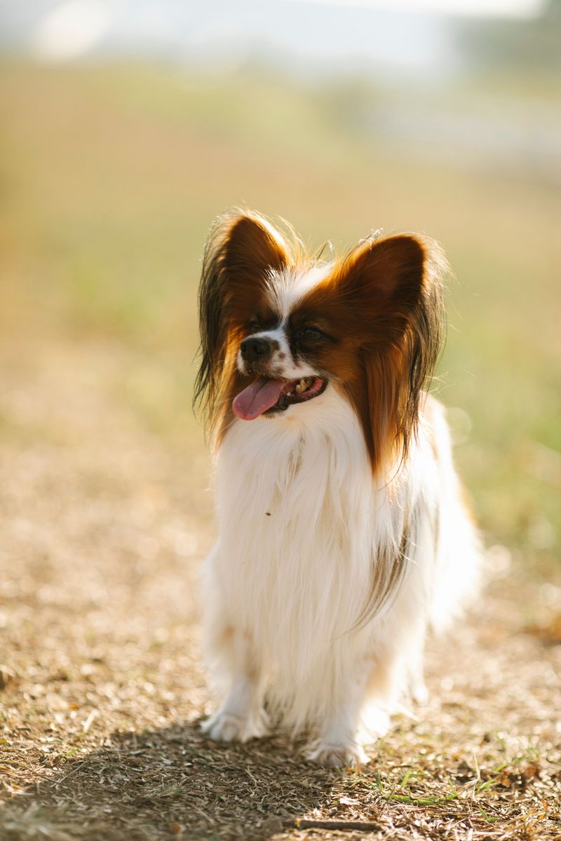 Papillon: Butterfly Ears, Rocket Brain