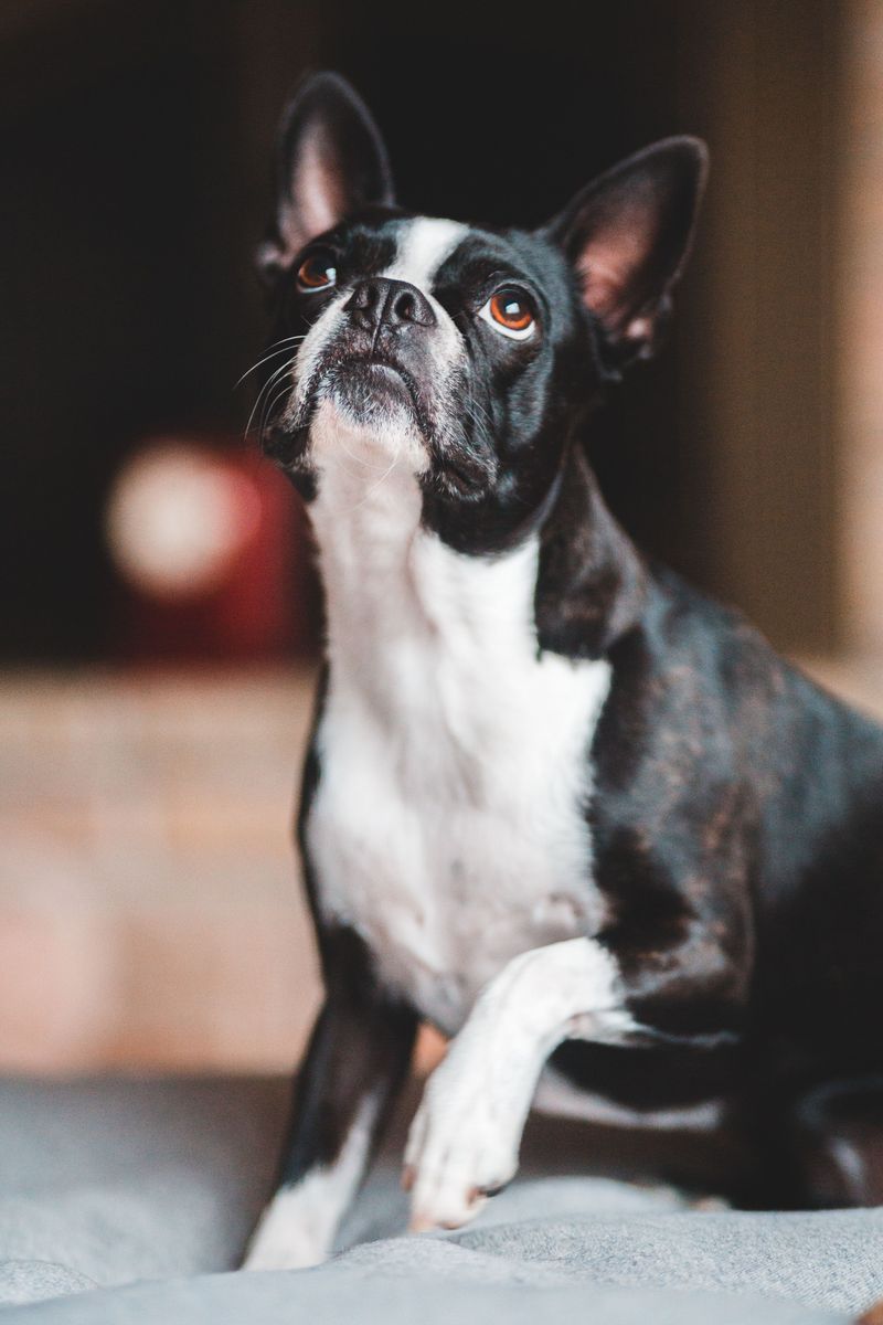 Boston Terrier
