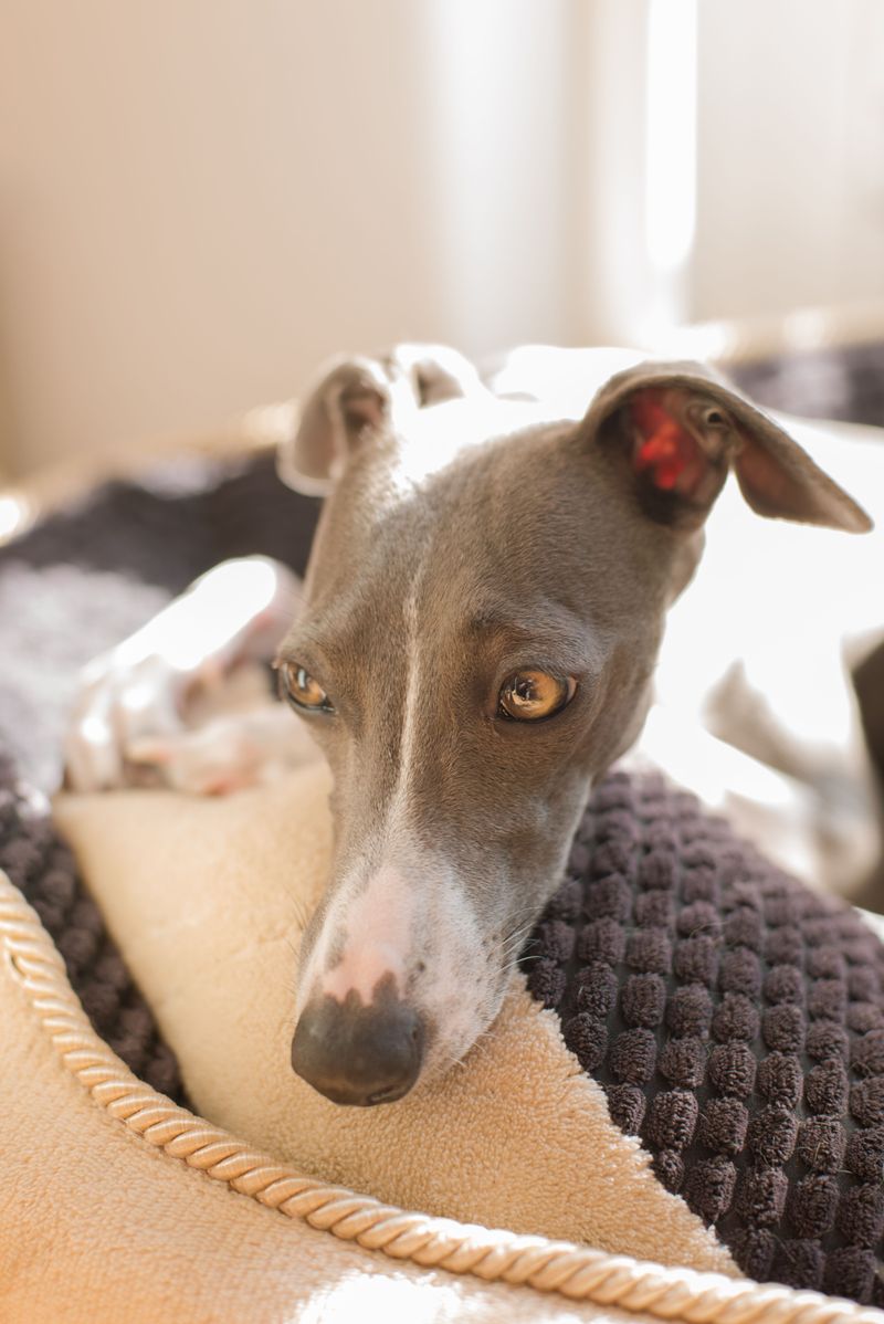 Greyhounds Can Be Surprisingly Relaxed Apartment Dogs
