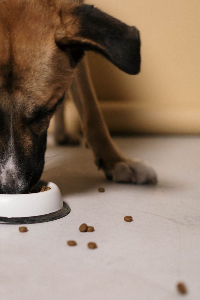 Never Leave Pet Food Outside