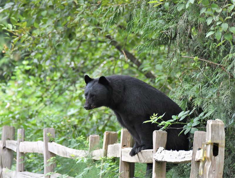 A Bear in the Yard Does Not Mean Your Dog Should Investigate