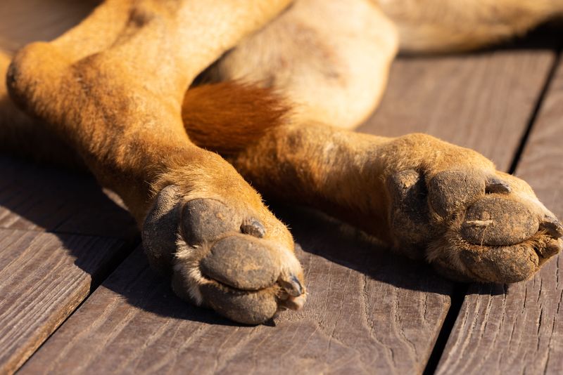 Paw Pads Do Not Make Dogs Heatproof