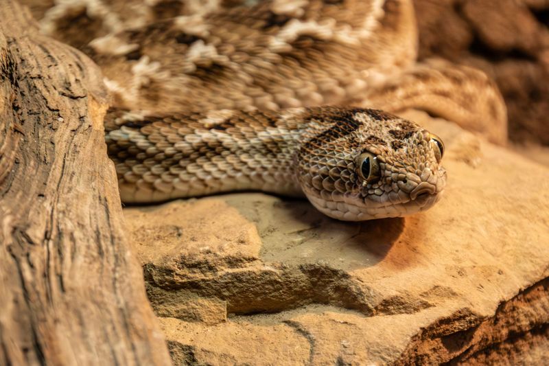 Mottled Rock Rattlesnake