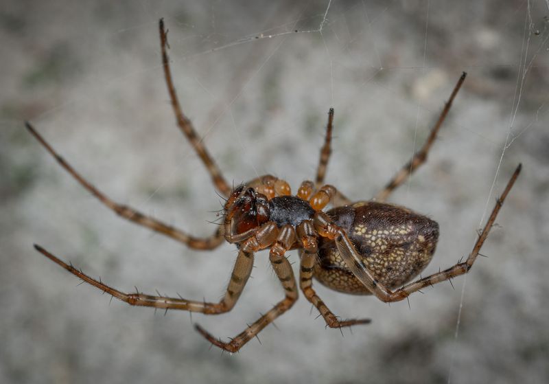 Brown Widow Spiders