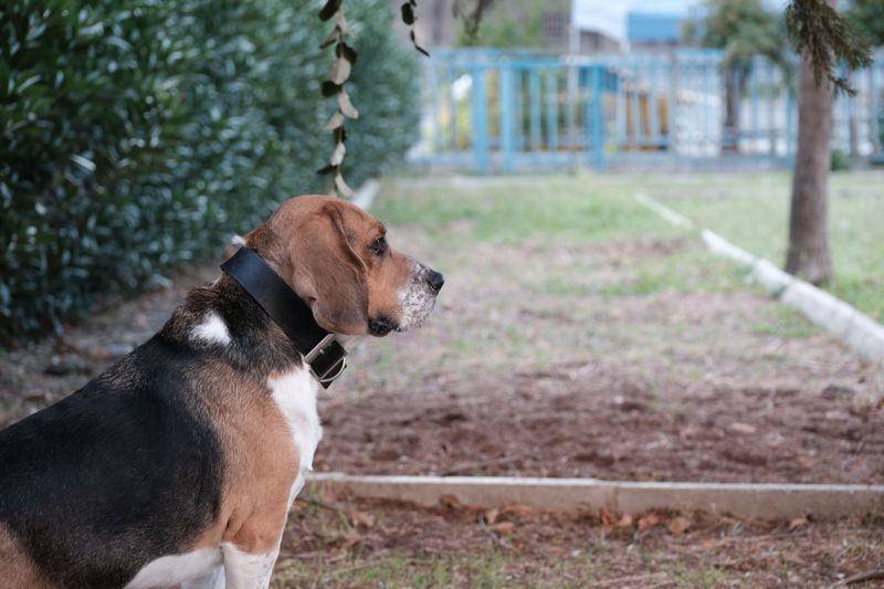 American Foxhound: Sweet at Home, Serious About Scent