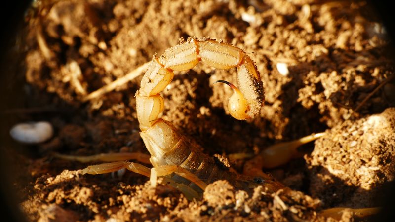 Arizona Bark Scorpions