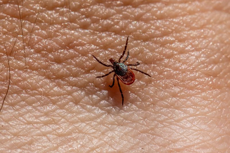 Lone Star Ticks Add Their Own Concerns