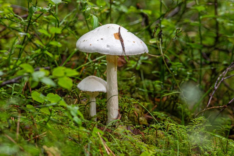 Wild Mushrooms Popping Up Overnight