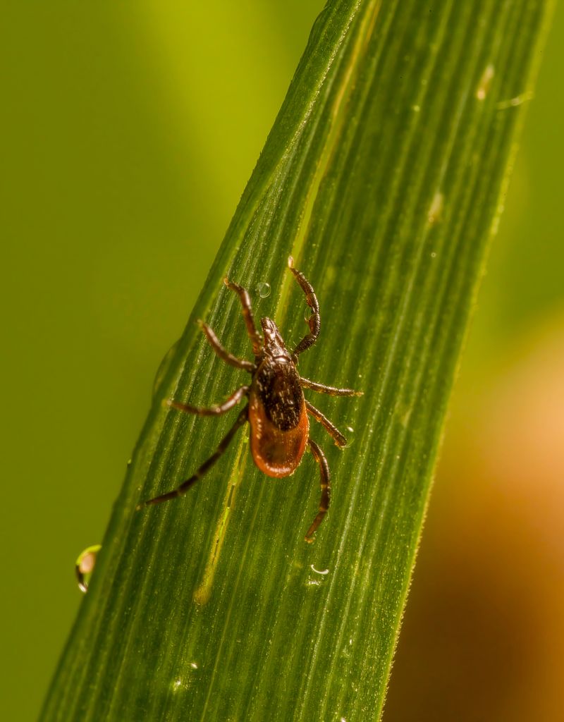 American Dog Ticks Share The Same Trails