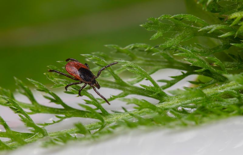 Lyme Disease Travels With These Ticks