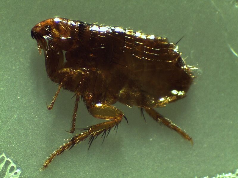 Cat Fleas