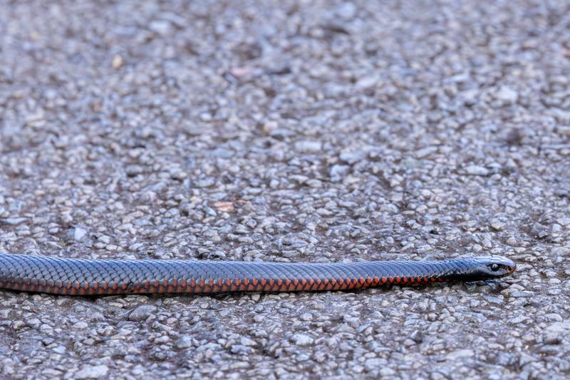Leave the snake alone, including with shovels and sticks