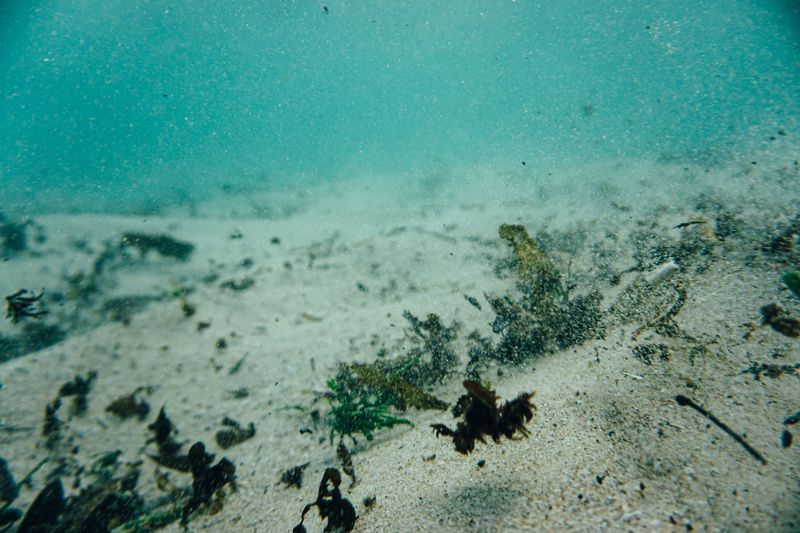 Clear-looking water can still hide algal mats