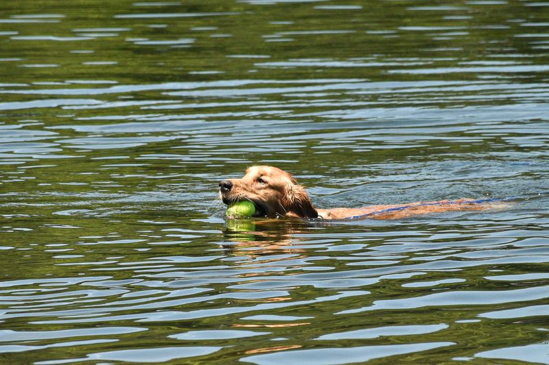 Curwensville Lake