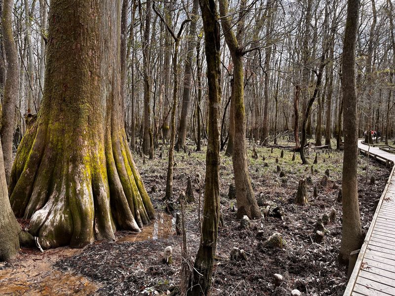 Deeper Into Congaree's Wilderness Trails