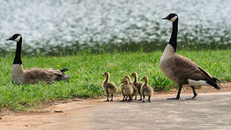 Canada Geese