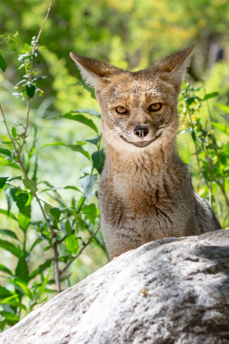 Gray Foxes