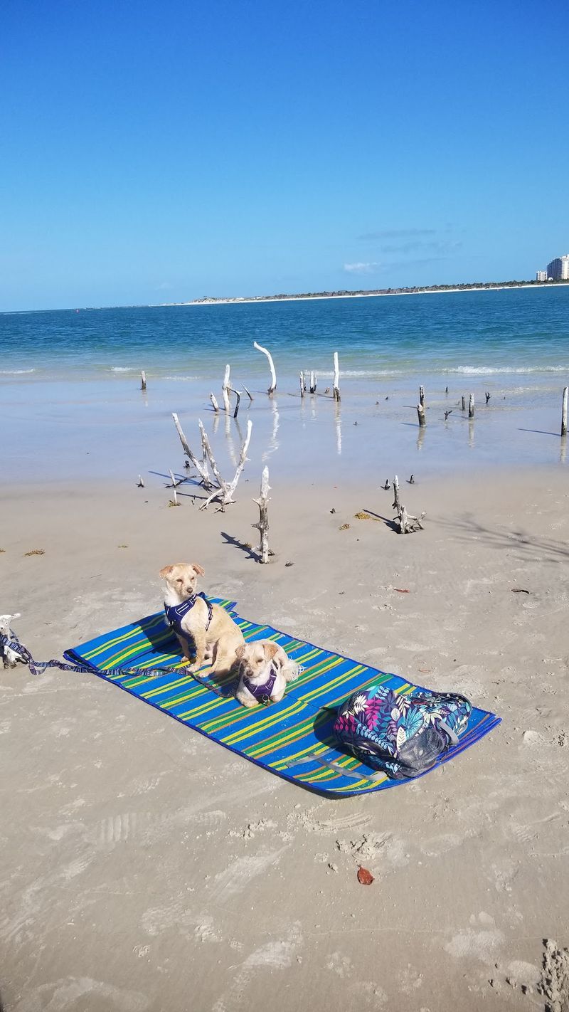 Daytona Beach Dog Beach Adds a New Coastal Option