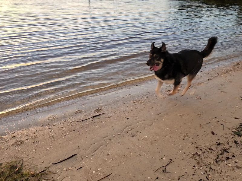 Davis Islands Dog Beach, Tampa