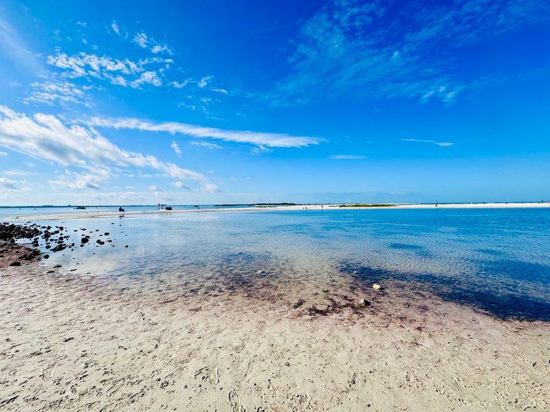 Honeymoon Island State Park Pet Beach - Dunedin