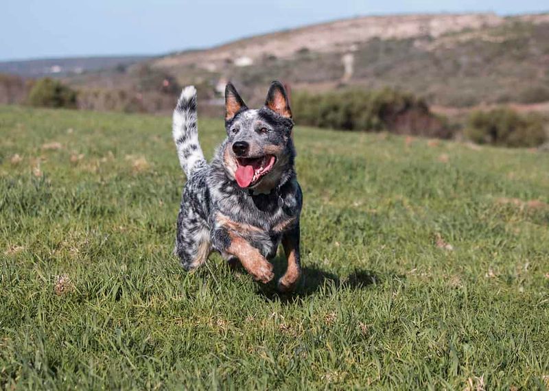 Australian Cattle Dog