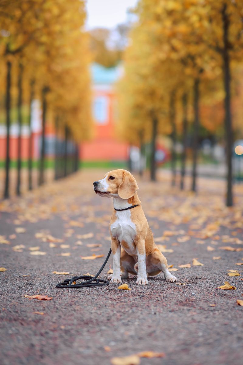Beagle