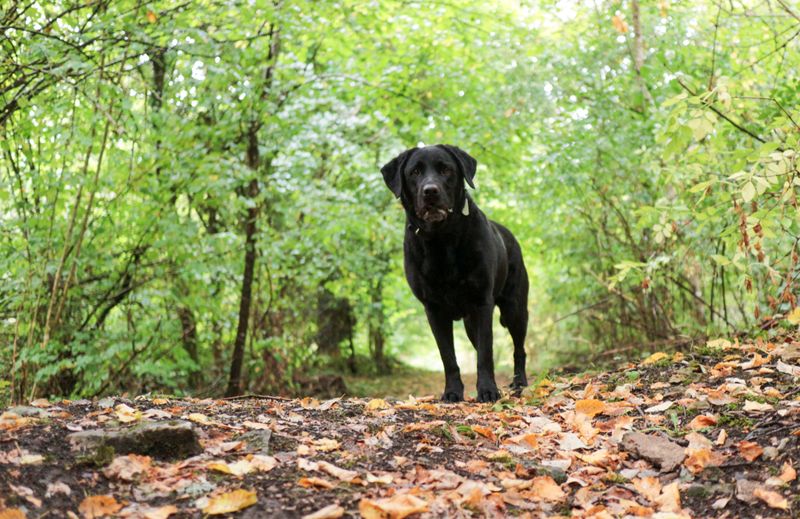 Labrador Retriever