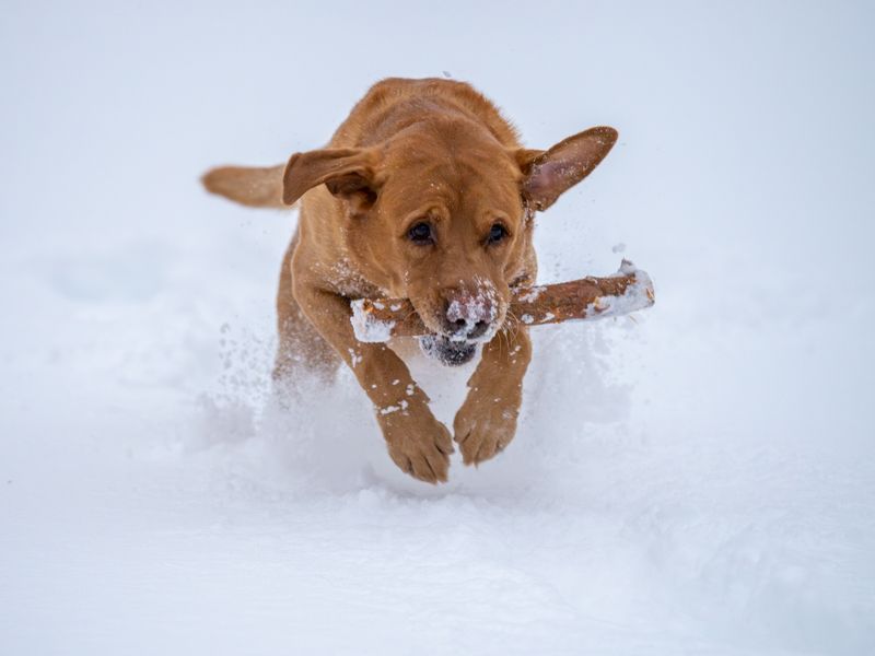 Labrador Retriever