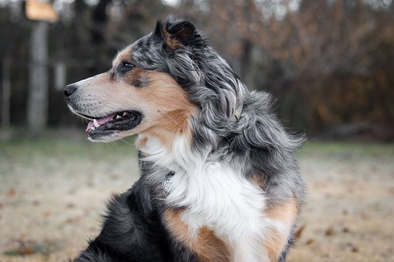 Australian Shepherd