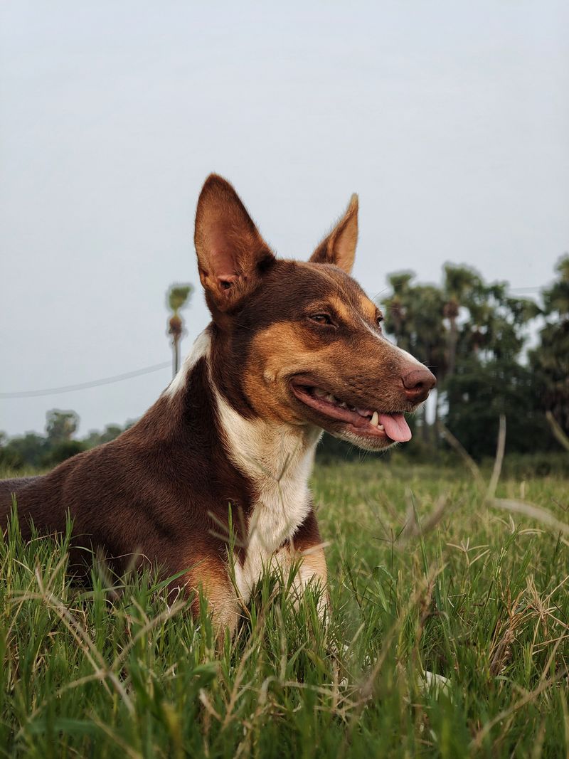 Australian Kelpie